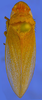 Habitus, dorsal view on Beltrana reticulata Gonçalves, Domahovski, Mejdalani & Takiya, 2021: Male holotype [USNM]: habitus, dorsal view. (Observation).