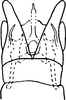 Subgenital plate: !! display not done !! on Dikrella (Dikrella) cruentata (Gillette, 1898): Subgenital plates. (Observation).