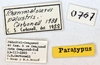 CollectionObject 1514670; 1d301fac-40ff-4d5c-a802-2685c0a1e243: labels (paratype). (CollectionObject).;CollectionObject 1514671; 8001f698-e314-47bd-a36c-281af25fe028: labels (paratype). (CollectionObject).