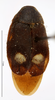 CollectionObject 1587911; MNHN(SF IMPORT DUPLICATE) MNHN-EP-EP846, a7cf2c8f-2b82-4e78-aded-bc30fce11c1c: CC BY-NC-ND 4.0/MNHN - Depraetere Marion - 2014. Holotype, female, of bigeminata Shelford, 1907. Specimen number: MNHN-EP-EP846. http://coldb.mnhn.fr/catalognumber/mnhn/ep/ep846. (CollectionObject).