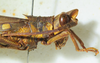 male head and pronotum, lateral view. Depicts CollectionObject 1498682; a6f71bae-af83-473d-8545-a86e47bb5a69, a CollectionObject.