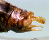 CollectionObject 1503228; MBBJ 3224789, 44a5079a-0834-4192-860d-eff8e06dc00a: male cerci. (CollectionObject).