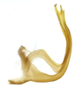 Aedeagus, lateral view on Coelogypona venosella DeLong & Freytag, 1966: Male [DZRJ]: aedeagus, lateral view. (Observation).