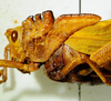 CollectionObject 1498830; 38abd980-a705-4fc3-8568-25bebe49a58c: 2012. female, head and pronotum, lateral view. (CollectionObject).