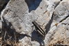CollectionObject 1598760; 48416ab2-fb2d-417a-9acc-0f2b2cb73eac: male. (CollectionObject).