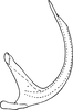 Aedeagus, lateral view on Empoascanara (Empoascanara) prima Distant, 1918: Aedeagus, lateral view. (Observation).