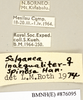 CollectionObject 1573079; da76bbcf-e74f-4000-b885-d4db764c9255: Copyright Natural History Museum, London. Labels from non-type (adult female) in BM(NH). (CollectionObject).