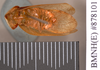 Zuluia abscissa (Walker, 1868): Holotype, unsexed, ventral. BMNH(E)#878101. (Otu).