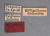 Other on Eurocalia collaris Van Duzee, 1907: (Observation).