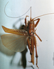 Eulobaspis moluccana (Redtenbacher, 1891): male, dorsal view. (Otu).