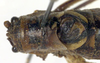 CollectionObject 1583462; b6af8ea9-2df1-4170-b12f-151e843fdb91: male, dorsal view (paratype). (CollectionObject).