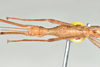 CollectionObject 1586090; QIMR QM T244739-T244740, 175ff28a-d506-43cf-aad5-07437cba24d4: copyright QM, Brisbane. female: head & thorax, dorsal view (paratype). (CollectionObject).