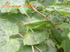 Tettigonia ussuriana Uvarov, 1939: female (South Korea, road between Mt. Jungmi and Mt. Yumyong). (Otu).