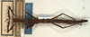 CollectionObject 1561114; NMW 572, 709b8ddc-dda5-4ae7-ad54-2f49622cf710: copyright NMW, Vienna. female of synonym Phenacephorus appendiculatus (holotype). (CollectionObject).