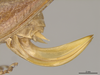 CollectionObject 1597299; a7b754e6-7912-4bd6-b8c6-2a6a317514e8: Ovipositor (paratype). (CollectionObject).;CollectionObject 1597300; 06aeebe9-d116-47aa-aea5-d6707570be3e: Ovipositor (paratype). (CollectionObject).