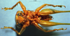CollectionObject 1520504; 359550d9-0d11-46e9-81dd-e23885203de8: male, ventral view. (CollectionObject).