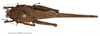 CollectionObject 1572231; 3d40b64d-830c-4349-8472-0d94a9f8166c: female, dorsal view (paralectotype). (CollectionObject).