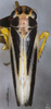 Habitus, dorsal view: !! display not done !! on Evacanthus bimaculatus Li & Wang, 2002: (Observation).