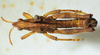 CollectionObject 1498704; 3bf993fa-f4d9-4590-a71f-ebb83badc3be: male, dorsal view. (CollectionObject).