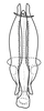 Aedeagus, posterior view on Coarctana striata Domahovski & Cavichioli, 2023: Male holotype [DZUP]: aedeagus, posterior view. (Observation).