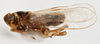 Habitus, lateral view: !! display not done !! on Pissonotus dentatus Morgan & Beamer, 1949: (Observation).