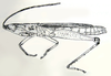 Fijipyrgus gracilis Kevan, 1966: Fig. 2 A. male habitus (21.5 mm). (Otu).