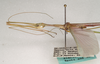 CollectionObject 1562025; 93bb3eb7-2d67-47e1-b92d-928e07fa2bc3: copyright ANIC, Canberra. male: headand thorax, lateral view (paratype). (CollectionObject).;CollectionObject 1562026; 82becf04-55d0-4b8a-af82-e8859489fee6: copyright ANIC, Canberra. male: headand thorax, lateral view (paratype). (CollectionObject).