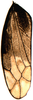 Forewing on Euzyginella marki Dietrich, 2013: Forewing. (Observation).