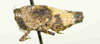 CollectionObject 1535327; 80b4589a-b575-45d7-860d-cfc2bdf0317f: female, lateral view (holotype). (CollectionObject).