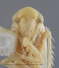 Head on Edwardsiana ariste (McAtee, 1926): Head/Face. Male. (Observation).
