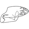 Pygofer, lateral view on Anatkina vespertinula (Breddin, 1903): Pygofer, lateral view. (Observation).