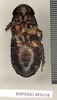 Ancaudellia kheili (Bolívar, 1898): Copyright Natural History Museum, London. Non-type (adult female) in BM(NH). Ventral view. (Otu).