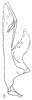 Aedeagus, lateral view: !! display not done !! on Amplicephalus (Nanctasus) bolivicus Linnavuori, 1959: Aedeagus, lateral view. (Observation).