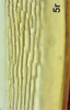 Ovipositor on Bretega declispiverpa Stiller, 2017: Valvula I, basally. (Observation).