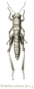 Tarbaleus pilosus Brunner von Wattenwyl, 1898: Pl. XVIII, Fig. 35. female (body length 43 mm, pronotum 8 mm, hind femora 20 mm). (Otu).