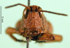 CollectionObject 1501239; 1d78f5f7-d185-4827-87e9-ed12890fc309, DORSA BA000802S01: male, frontal view (holotype of Ixalidium usambaricum). (CollectionObject).