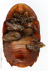 CollectionObject 1587289; MNHN(SF IMPORT DUPLICATE) MNHN-EP-EP1247, c972f412-c204-40bd-8bce-85f85169f25c: CC BY-NC-ND 4.0/MNHN - Depraetere Marion - 2014. Holotype, female, of minima Grandcolas, 1992. Specimen number: MNHN-EP-EP1247. http://coldb.mnhn.fr/catalognumber/mnhn/ep/ep1247. (CollectionObject).