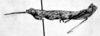 CollectionObject 1540553; b4c80342-978f-4797-90d2-6b33c44ffec1: Pl. 6, I. male, lateral view (holotype). (CollectionObject).