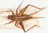 CollectionObject 1477843; a1aa5fe7-8182-4931-9db1-504a76fca5cc: male, ventral view (holotype). (CollectionObject).