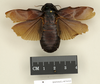 CollectionObject 1572988; 777f932b-aca6-4783-9ad5-792520f970ed: Copyright Natural History Museum, London. Non-type (adult female) in BM(NH). Dorsal view. (CollectionObject).