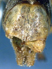 CollectionObject 1532828; NMW 7872, a111c179-d220-4e4e-b2a7-978fbe0208da: male abdomen tip. (CollectionObject).
