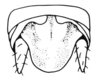 Arminda lancerottensis Holzapfel, 1972: Fig. 3 D. male abdomen tip, dorsal view. (Otu).