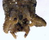 CollectionObject 1516843; 7afc90fe-5988-4104-a507-519a60e29f1c: male cerci (holotype). (CollectionObject).