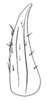 Ceuthophilus (Ceuthophilus) ozarkensis Hubbell, 1936: Fig. 297. Subdistal cephalic spurs of caudal tibia. (Otu).