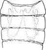 Abdomen, sternal apodemes, ventral view on Eupteryx (Eupteryx) australis Heller & Linnavuori, 1968: Abdomen, sternal apodemes, ventral view. (Observation).