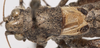 CollectionObject 1527097; 929a7435-ab76-4602-bca3-d6b07a266855: male pronotum and tegmina, dorsal view (holotype). (CollectionObject).