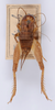 CollectionObject 1535245; e41944f8-30df-4517-a6cd-c214acb0c3f5: male, dorsal view (syntype). (CollectionObject).