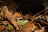 FieldOccurrence 3740; 9cbf9805-a948-44ee-90a7-e0d5ec8aebf5; Brazil: Rio de Janeiro
Rio de Janeiro, Parque Nacional da Tijuca, 2021/09/10-2021/09/11
Pedro Souza-Dias: female. (FieldOccurrence).