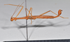 CollectionObject 1559851; a19eb260-1d37-40ef-b547-e1b1d39f104b: copyright NTUC. male, lateral view (syntype). (CollectionObject).;CollectionObject 1559852; 4f342293-8e32-43c8-aabd-67b5d43b4610: copyright NTUC. male, lateral view (syntype). (CollectionObject).;CollectionObject 1559853; 0624c8e5-f118-4578-a4ab-ef2df37cb695: copyright NTUC. male, lateral view (syntype). (CollectionObject).