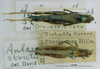 CollectionObject 1520580; 98f9cf18-a889-460f-91cf-bed9e3fd4d1b, NHMUK3235048: two males, dorsal view. (CollectionObject).